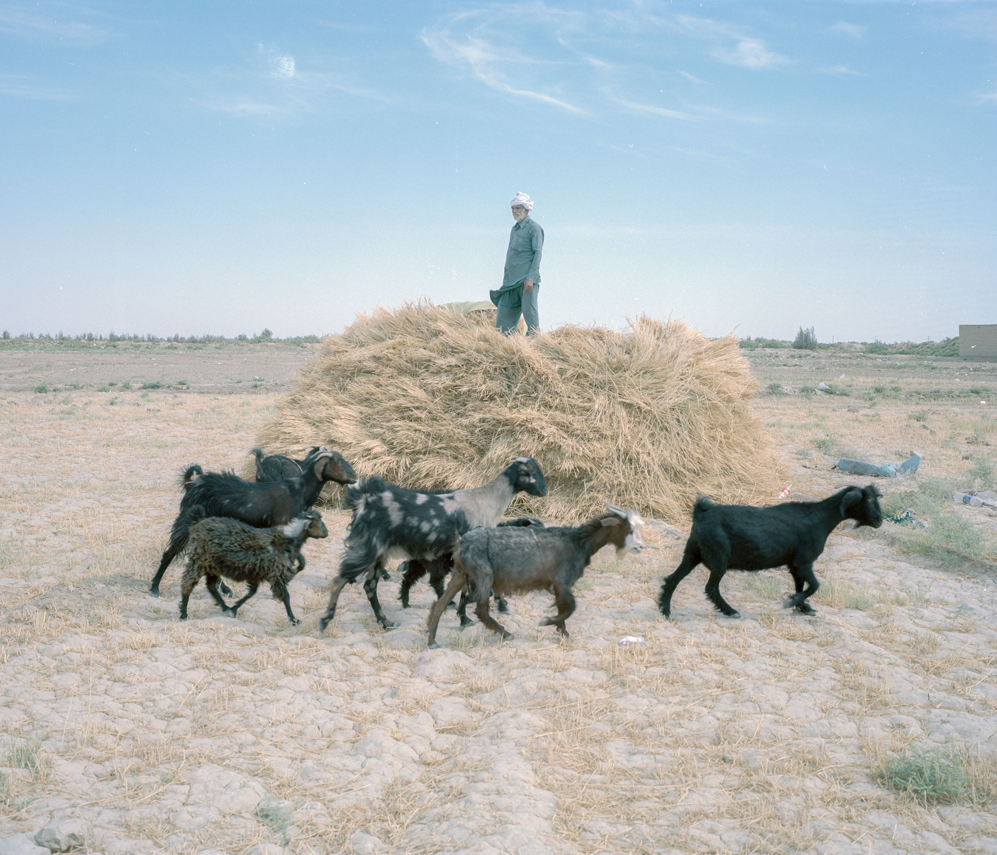A man watches over the few sheep that remain after a severe drought.
