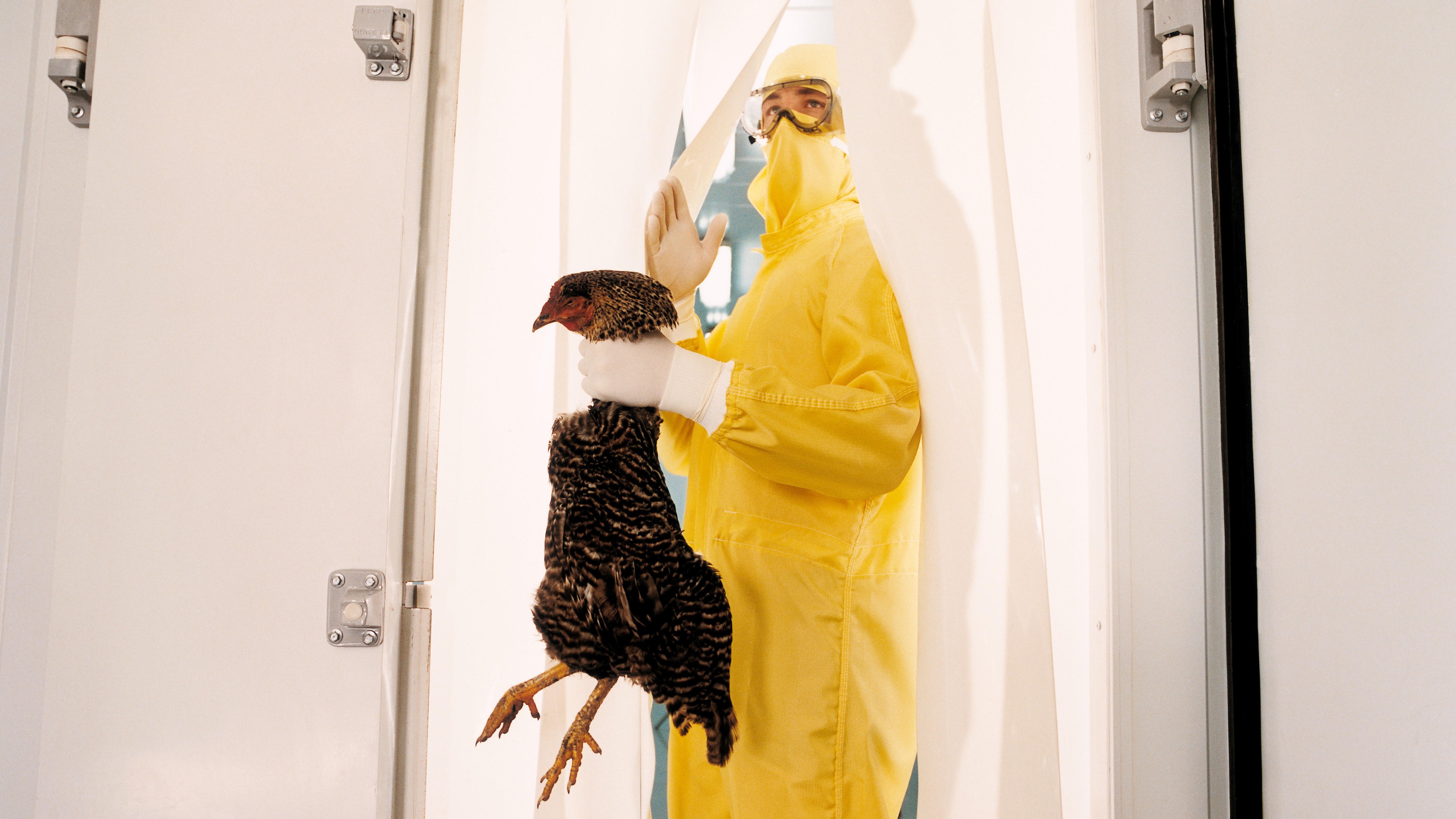 Scientist wearing a yellow sterile suit exiting fridge, holding dead chicken