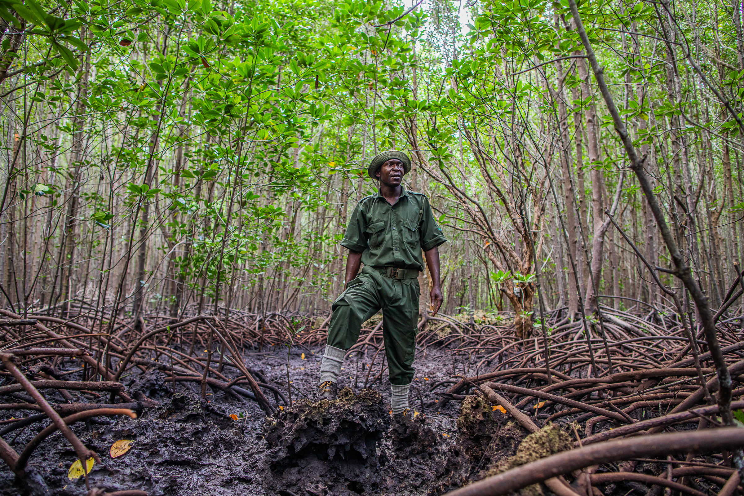 A man stands in the mud surrounded by mangroves.