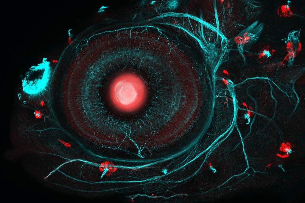 A microscopy image of a zebrafish eye, showing fluorescent red and blue structures on a black background