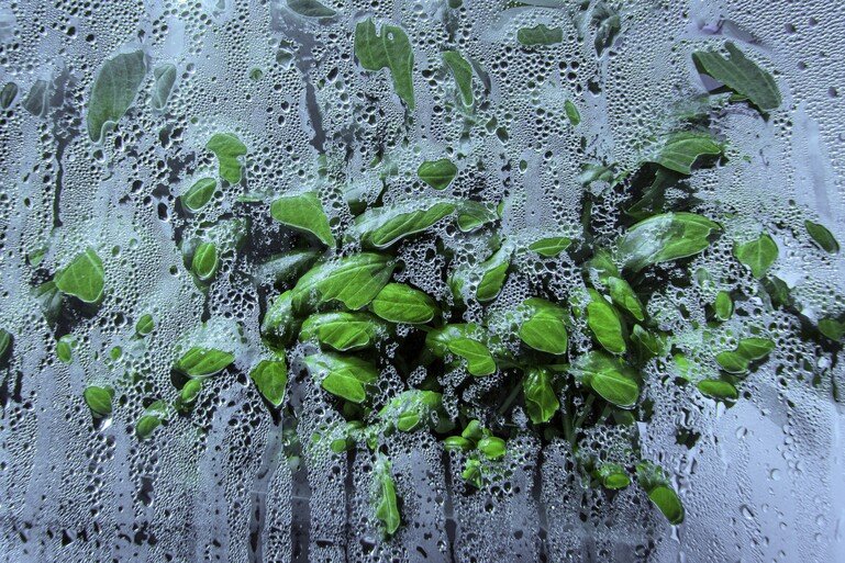 While the plants are fed nutrients by an irrigation system, some of the water they require is supplied by condensation inside the biosphere.