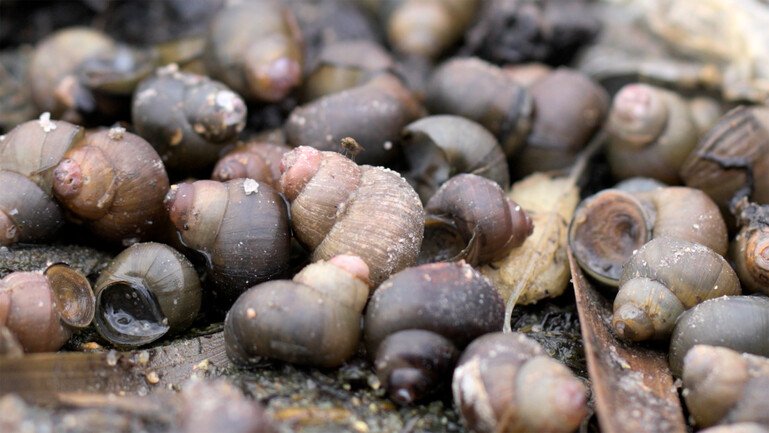 A cluster of brown freshwater snails rests on wet mud and plant material.