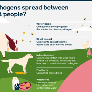 Animal Transmitted Diseases