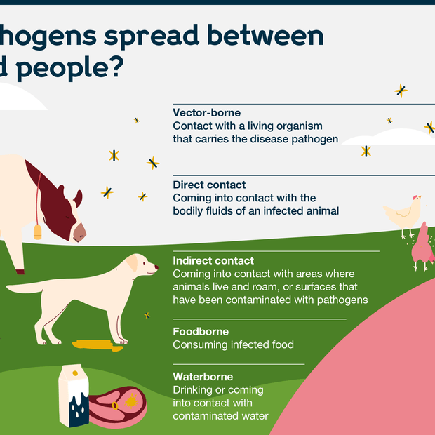 can dogs spread viruses to humans