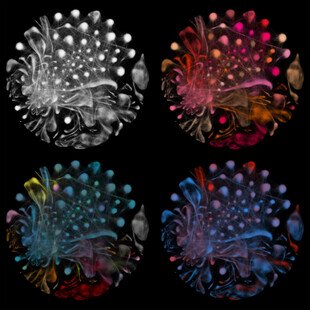 Visualisation of genomic data in rhesus macaques using circles of coloured dots
