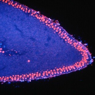 Drosophila embryo