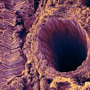 Retina showing rod cells