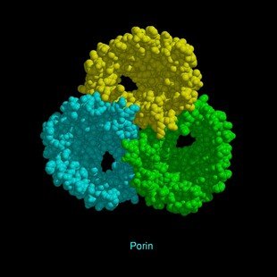 Molecular model of porin, CPK model
