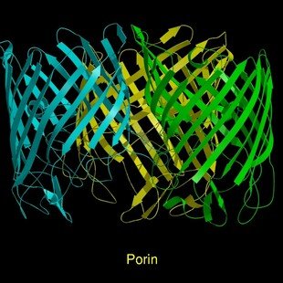Molecular model of porin, ribbon diagram.