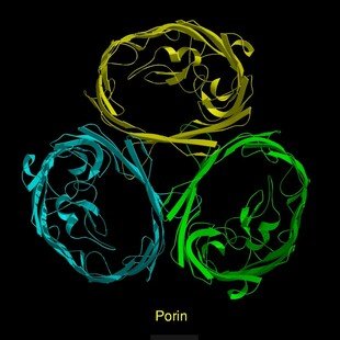 Molecular model of porin, ribbon diagram