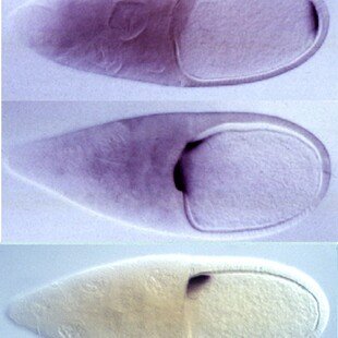 Drosophila embryo polarity