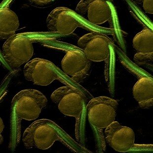 Zebrafish embryos with green fluorescent myotomes Fluorescence microscopy