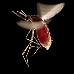 Mosquito, Anopheles stephensi in flight