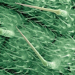 Stinging hairs on a nettle leaf