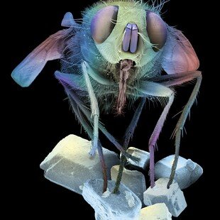 A fly on sugar crystals