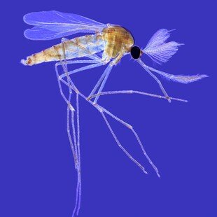 Adult male mosquito