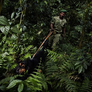 Fidel Bahati and Bonus the bloodhound, part of the ‘Congo Hounds’ sniffer dogs unit in Virunga National Park, patrol the forest.