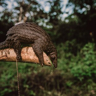 A pangolin captured by hunters in the Ituri rainforest.