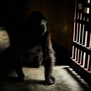 A young mountain gorilla, wounded in a poacher's snare, sits in a shelter in Virunga National Park.