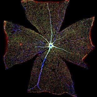 One of the winning images for the 2017 Wellcome Image Awards. A confocal micrograph of the surface of a mouse retina by Gabriel Luna, Neuroscience Research Institute, University of California, Santa Barbara.