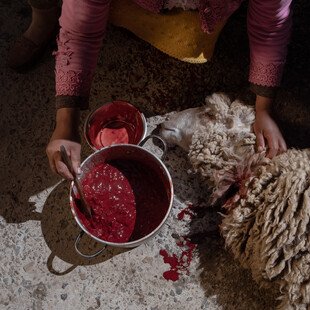 A sheep lies on the ground with its throat cut. Its blood sits in a saucepan next to the animal and a person’s hands use a wooden spoon to stir it.