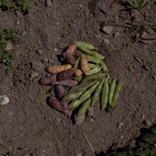 A pile of vegetables lie neatly arranged on the ground on top of the soil. Green beans are on the right and orange and purple root vegetables are on the left.