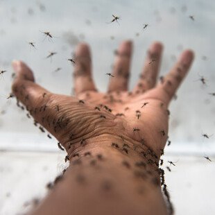 Yoppy Pieter - hand and mosquitos Dengue