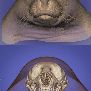One of the winning images for the 2014 Wellcome Image Awards. Computed tomography scan of the head of a seal by Anders Persson.