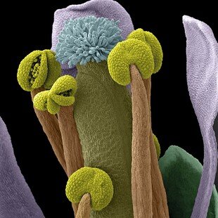 One of the winning images for the 2014 Wellcome Image Awards. Scanning electron micrograph of part of a thale cress flower, showing the male and female reproductive organs by Stefan Eberhard.