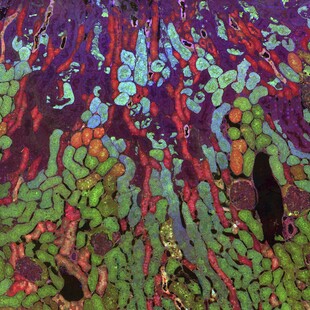 One of the winning images for the 2015 Wellcome Image Awards. Colour-coded map of part of a mouse kidney as it breaks down food to make energy by Jefferson R Brown, Robert E Marc, Bryan W Jones, Glen Prusky and Nazia Alam.