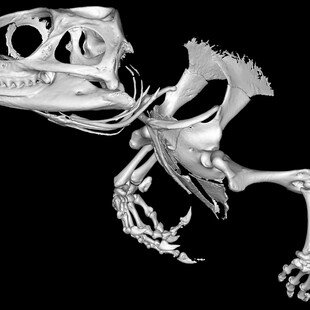 One of the winning images for the 2015 Wellcome Image Awards. Micro-computed tomography (micro-CT) scan of the skull and front legs of a tuatara by Sophie Regnault.