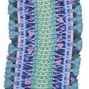 Overall winner for the 2016 Wellcome Image Awards. A watercolour and ink illustration of an ebola virus particle by David S Goodsell.