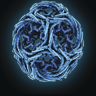 One of the winning images for the 2016 Wellcome Image Awards. A digital illustration of a clathrin cage by Maria Voigt, RCSB Protein Data Bank.