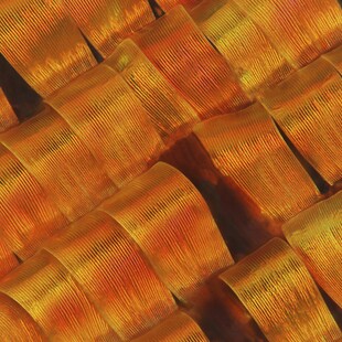 One of the winning images for the 2016 Wellcome Image Awards. A photomacrograph of scales on a Madagascan sunset moth by Mark R Smith, Macroscopic Solutions.