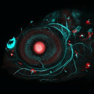One of the winning images for the 2017 Wellcome Image Awards. A confocal micrograph of a zebrafish eye and neuromasts by Ingrid Lekk and Steve Wilson, University College London.