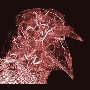 One of the winning images for the 2017 Wellcome Image Awards. A CT scan of blood vessels in a pigeon by Scott Echols, Scarlet Imaging and the Grey Parrot Anatomy Project.