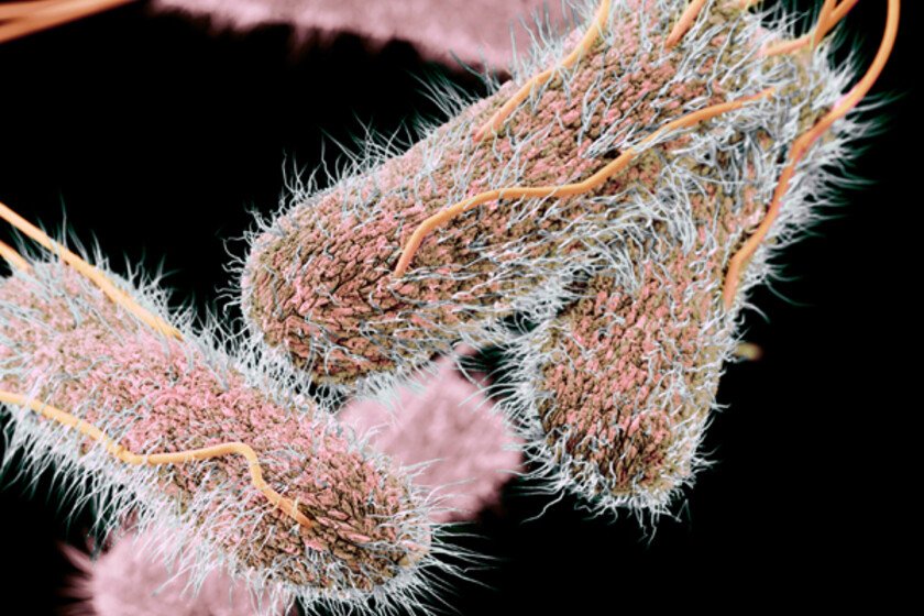 3D computer illustration of drug-resistant Salmonella bacteria.