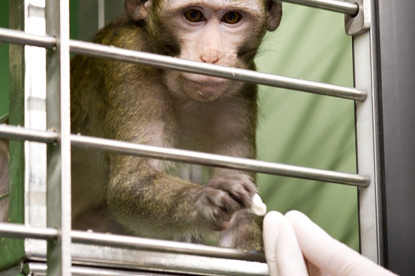 Ec Report Testing On Non Human Primates Falling But Still Needed