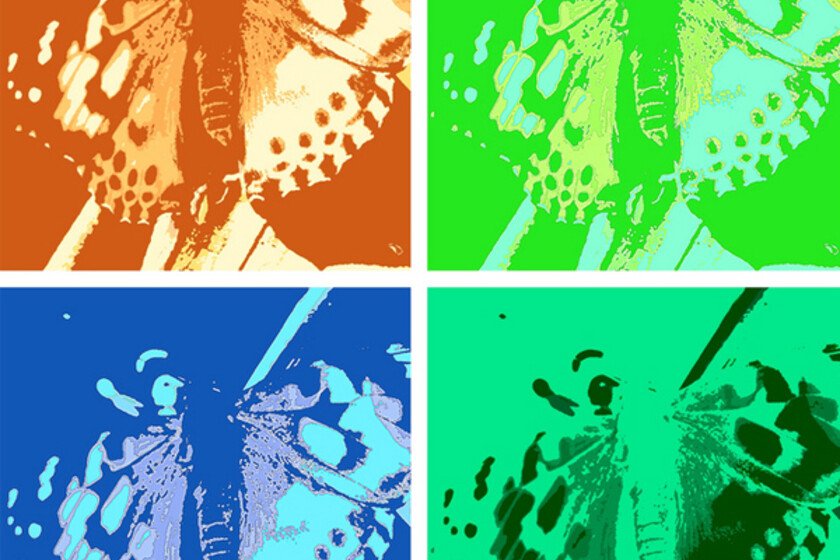 Pop art repeated image of a butterfly