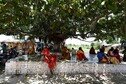 People sitting on an elevated concrete platform under the shade of a huge tree.