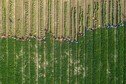 A group of people farm rows of crops in an aerial photograph.