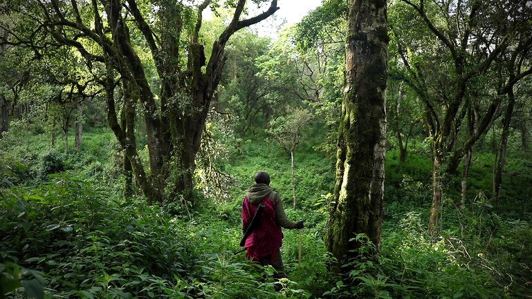 A man stands in the centre of lush green trees and plants in Mau Forest, Kenya.