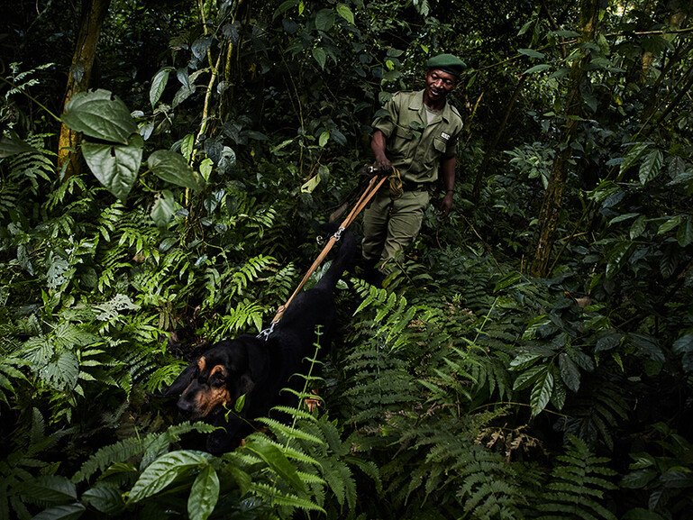 Fidel Bahati and Bonus the bloodhound, part of the ‘Congo Hounds’ sniffer dogs unit in Virunga National Park, patrol the forest.