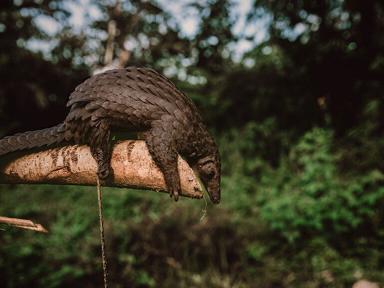 A pangolin captured by hunters in the Ituri rainforest.