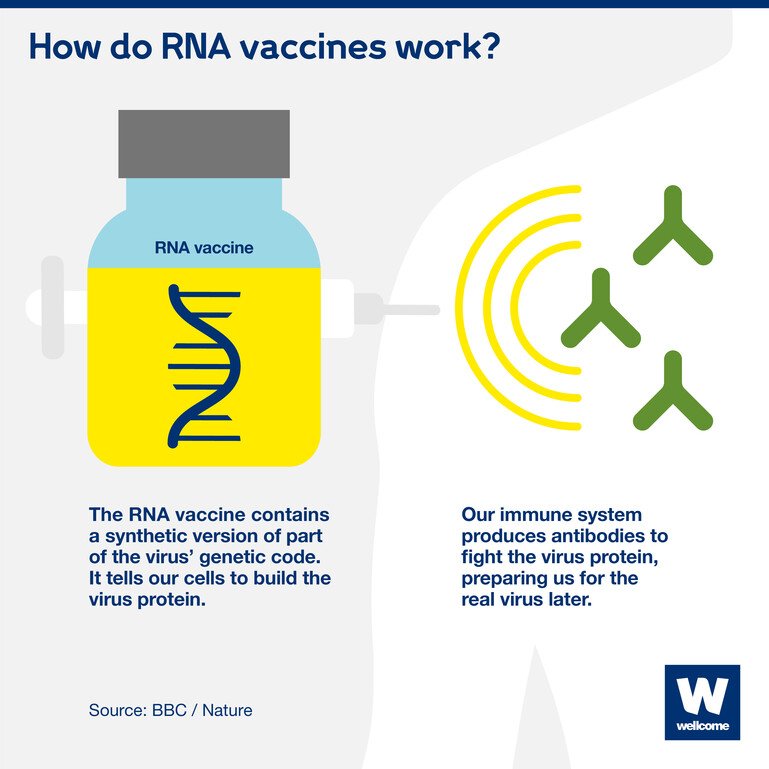 Graphic showing how RNA vaccines work