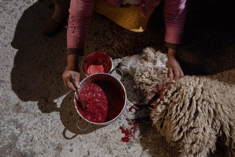 A sheep lies on the ground to the right of the frame. It's throat is cut. A person collects the blood in a circular pot.