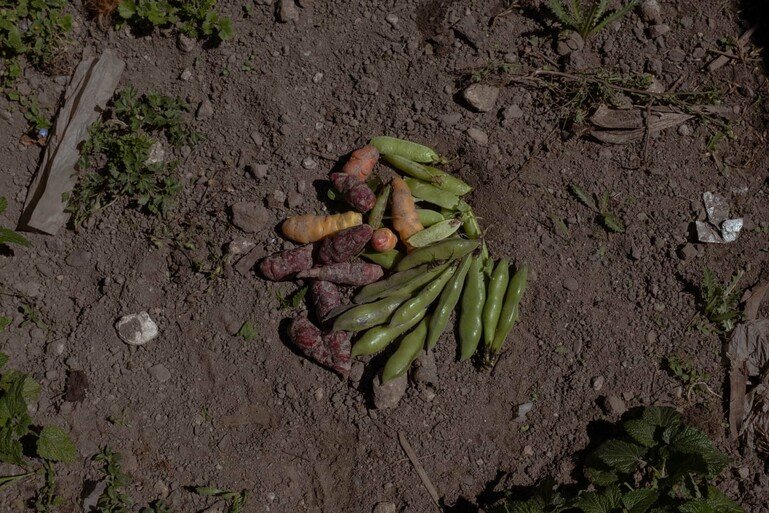 A pile of vegetables lies on a dirt ground. Pea pods on the right, root vegetables on the left.