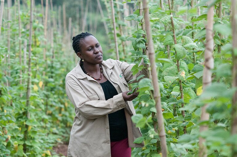 A woman analyses a bean plant.