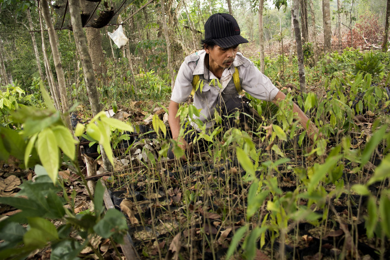 A man wearing a hat tends to some crops growing in a garden.