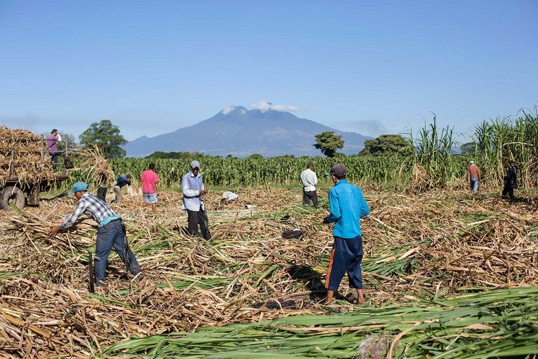 A group of men working in a sugarcane field with a volcano in the background